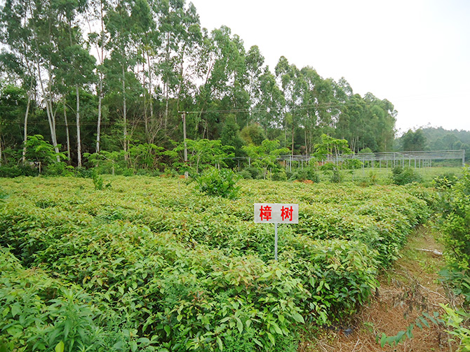 樟樹