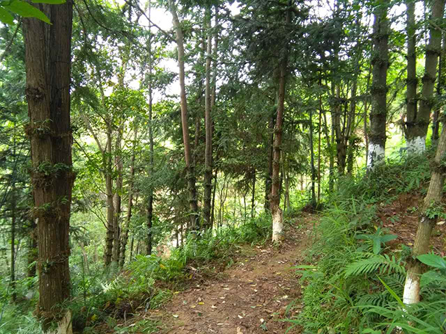 石斛基地