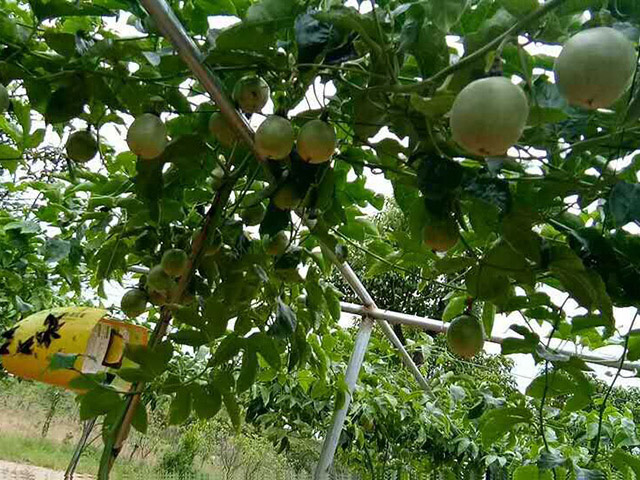 百香果基地